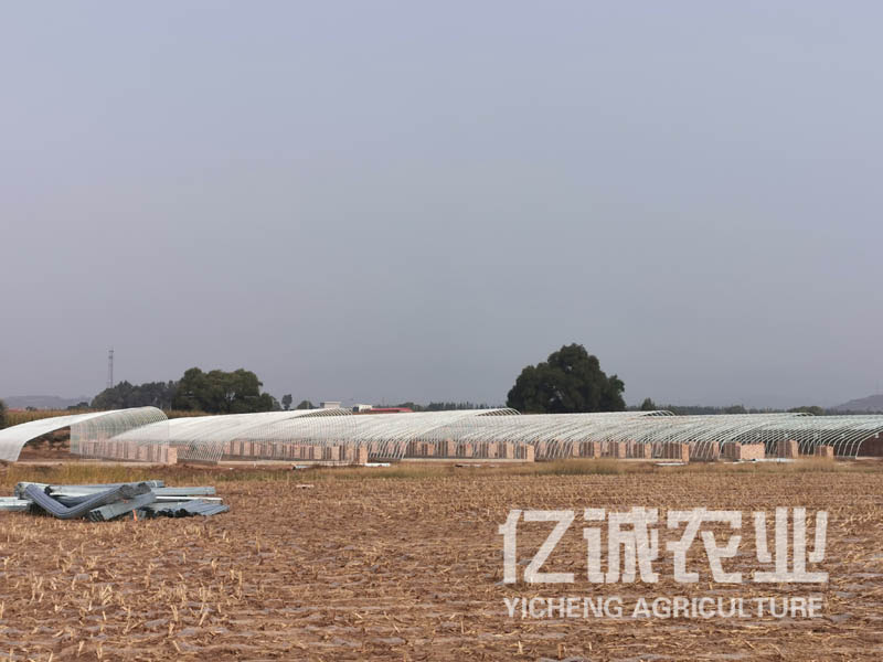 一畝溫室大棚造價(jià)多少錢？溫室建設(shè)成本