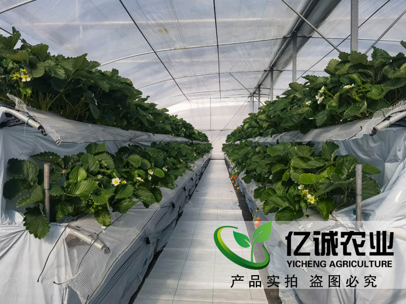 萬(wàn)物的生長(zhǎng)需要陽(yáng)光和溫度的支持 一畝溫室大棚的成本是多少？