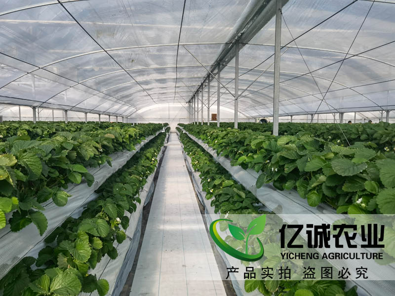 遮陽系統(tǒng)在玻璃溫室草莓種植中有哪些優(yōu)勢(shì)？